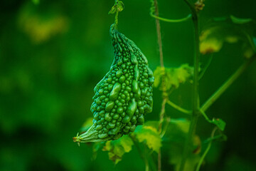 Fresh green bitter gourd vegetable agriculture
