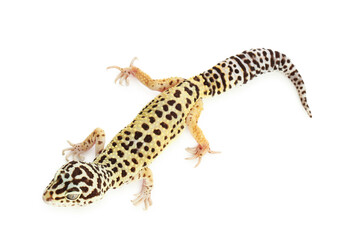 One beautiful gecko isolated on white, top view