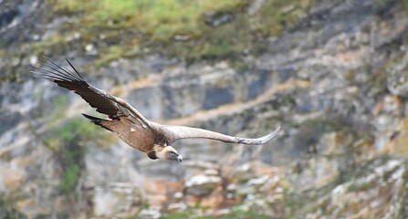 Buitre leonado volando en un cañón de Guadalajara, España