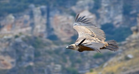 Buitre volando en el Parque Natural del Barranco del Río Dulce, España