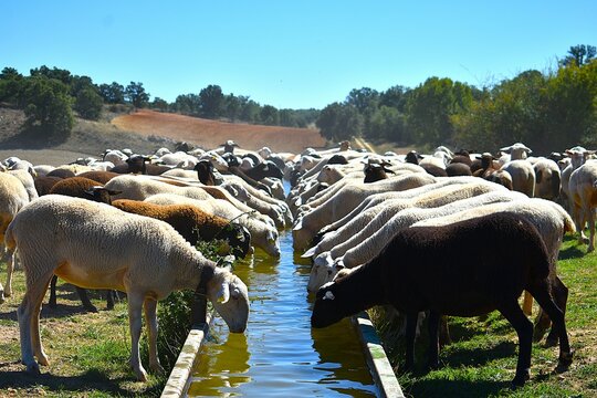 Reba&ntilde;o de ovejas bebiendo agua en una granja en Espa&ntilde;a