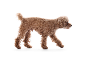 Cute Maltipoo dog on white background. Lovely pet