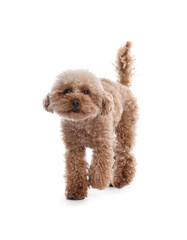 Cute Maltipoo dog on white background. Lovely pet