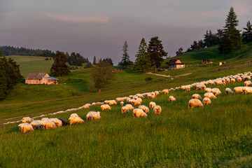 Pieniny, owce