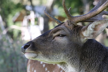 close-up of a young fallow deer's head looking at the camera