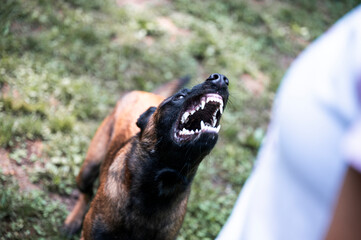 Fierce canine on high alert ready to defend