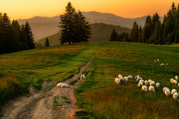 Pieniny, Karpaty, Dunajec , jesień, góry, Trzy Korony, owce © Daniel Folek