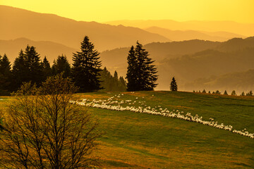 Pieniny, Karpaty, Dunajec , jesień, góry, Trzy Korony, owce © Daniel Folek