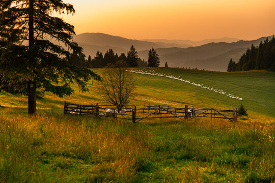 Pieniny, Karpaty, Dunajec , jesień, g&oacute;ry, Trzy Korony, owce