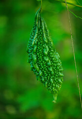 Fresh green bitter gourd vegetable agriculture