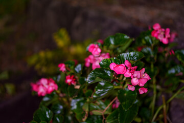 夜に花壇で咲いているシロバナベゴニアの花