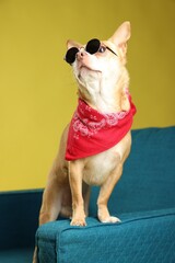 Cute Chihuahua dog with sunglasses and red neckerchief on armchair against golden background, closeup