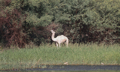 A camel feeding from tree