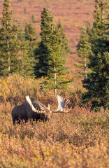 Alaska yukon Bull Moose in Autumn in Denali National Park Alaska