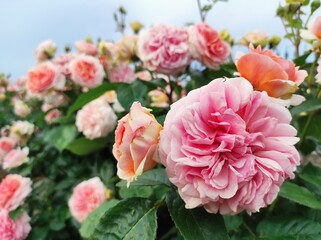 roses