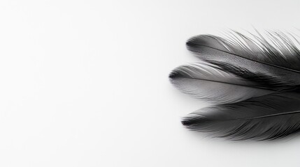 Obraz premium Three Elegant Black Feathers Isolated on a Crisp White Background, Flat Lay and Top View for Craft Projects and Design Inspiration