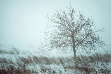 A field with tree during a snowstorm. Blizzard in the field landscape
