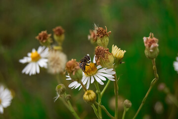 abeja