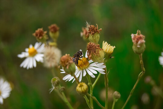 abeja