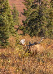 Alaska yukon Bull Moose in Autumn in Denali National Park Alaska