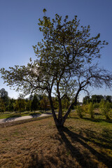 Obraz premium A tree is standing in a field with a clear blue sky above it