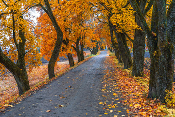 Stabualleen Alley with maple trees in fall, Toten, Norway.