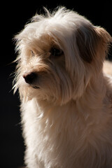 Retrato de un adorable perro peludo café aislado en negro