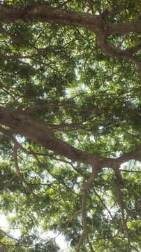 A shady trembesi or samanea saman tree