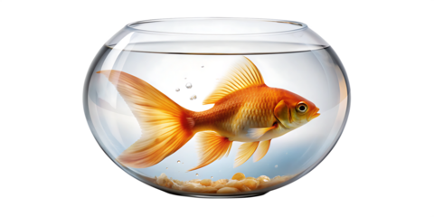 golden fish in aquarium, goldfish against white background.AI GENERATED