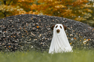 Cute Labrador dog is dressed in Halloween ghost costume, pet in white cape is sitting in autumn...