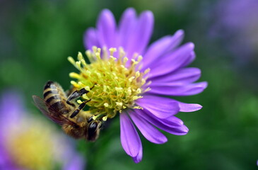 Biene auf einer Glattblatt-Aster