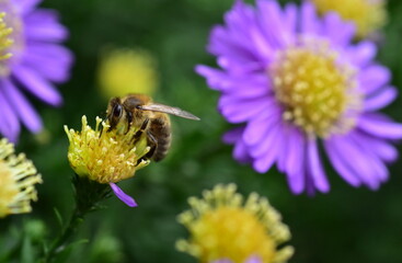 Biene auf einer Glattblatt-Aster