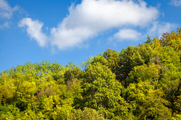 View of green treetops covered in foliage in late autumn, with a blue sky with a few white clouds in the background.