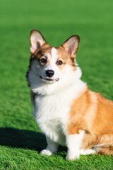 Pembroke Welsh Corgi puppy walks on a sunny day in a clearing with green grass. Sits and looks at the camera. Happy little dog. Concept of care, animal life, health, show, dog breed