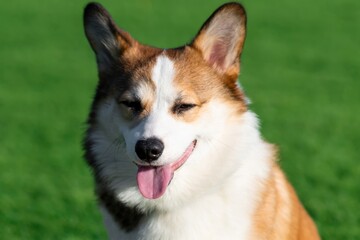 Pembroke Welsh Corgi puppy walks on a sunny day in a clearing with green grass. He sits with his tongue hanging out and his eyes closed. Happy little dog. Concept of care, animal life, health, show