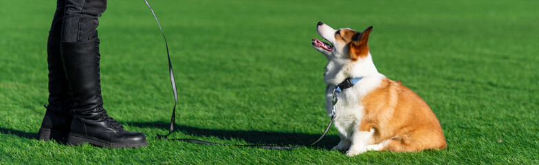 Pembroke Welsh Corgi puppy walks on a sunny day in a clearing with green grass. Sits and looks at...