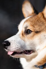 Portrait of a Pembroke Welsh Corgi puppy on a sunny day. Sits an