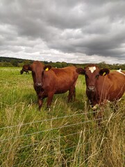 cows in the grasslands