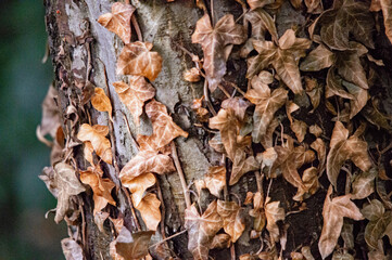 Braune Herbstblätter und Efeu auf einem Baumstamm