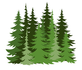 Forest fir trees silhouette. Coniferous green spruce.