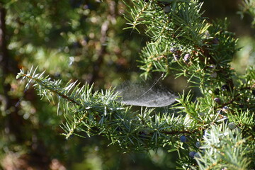 Spider webs in nature, evergreen bushes.