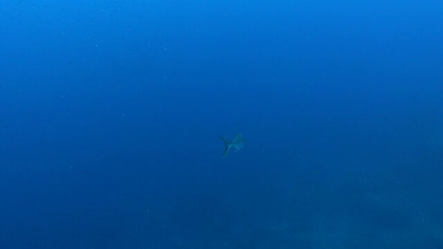 Alone jackfish swimming close to the camera