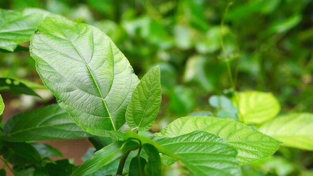 Ficus hispida or opposite leaf fig wild medicinal plant swaying in the wind 