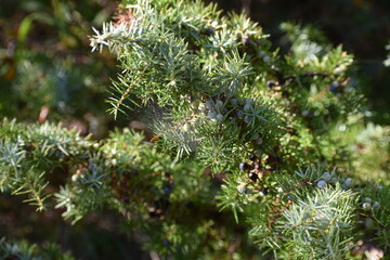 Blackthorn berries, evergreen shrubs.