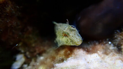 Surprise blenny (Parablennius incognitus) close-up undersea, Aegean Sea, Greece, Halkidiki, Kakoudia beach