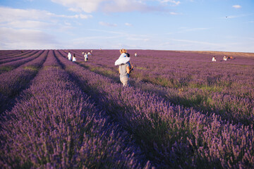 A young father carries his adorable red-haired daughter in a tutu on his shoulders through a lavender field.