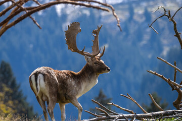 Starker Damhirsch im Gebirge