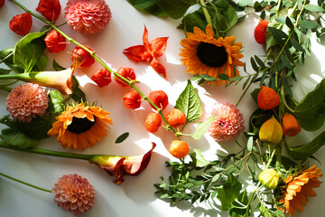 colorful autumn background, sunflower, eucalyptus and physalis on white background