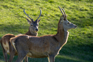 2 Spießer (junge Hirsche)