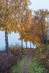 a rural path in fall